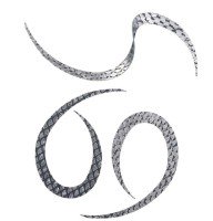 START Silicone Tie Curly #09 Silver Scale