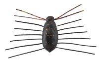 JACKALL Need Bug #KoKuwaGata