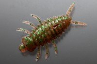 ISSEI bibibi Chu 1.8" #48 Midori Kame Mushi