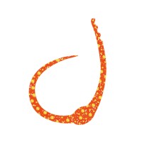 SASA LABO SCCJ-02 Single Cobra Curly Jr. #Orange Gold Dot