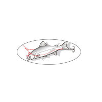 GAMAKATSU Manten Perfect Hanakan Mounting Device TG-829B 6-0.8