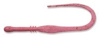 ECOGEAR Jukusei Tairaba Aqua Kuwase Curly Slim #J10 Pink (Night Light)
