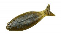 DSTYLE Gilluula 2.5" Green Pumpkin / Blue Flake & Pepper