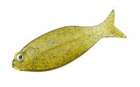 DSTYLE Gilluula 2.5" Cinnamon Blue Flake