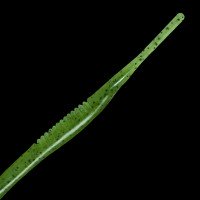 GAN CRAFT Kabrata 9.9 #01 Watermelon Shad