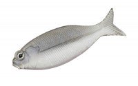 DSTYLE Gilluula 2.5" Escape Fish