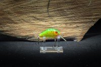 CALYPSO Fantom F3 2.5 CH