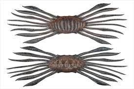 JACKALL Drift Crab 45 Cinnamon Deuting Shrimp