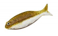 DSTYLE Gilluula 2.5" Green Pumpkin Fish