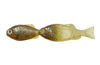 ISSEI Gill Gill 2.8'' #11 Blue Gill