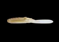 NORIES 2-1/2" Padtue #299 Stain Wakasagi