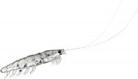 DAIWA Kaiteki Real Okiami Worm LL #Keimura Shirasa