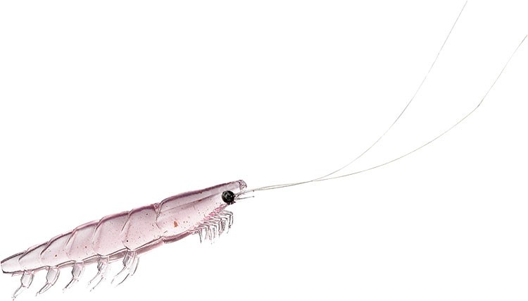 DAIWA Kaiteki Real Okiami Worm LL #Keimura Pink