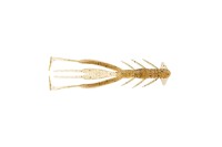 JACKALL Bleeker Jimmy Shrimp 3.8'' #Skew Shrimp
