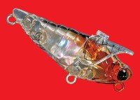SMITH DaiBisen Shell #31 Haruzemi Short