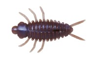 ISSEI bibibi Chong 1.8'' #46 Akamatsu SP (6pcs)