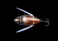DSTYLE Piq-Seng #Abra Cicada