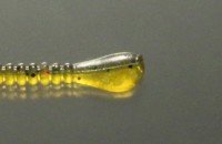 ISSEI Kaitaro Spaterra 2.5" #006 Live shrimp