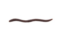 JACKALL Flick Shake 500 4.8'' #Scuppernon (8pcs)