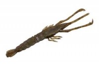 JACKALL Neko Shrimp crayfish