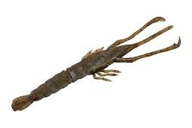 JACKALL Neko Shrimp crayfish