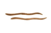 JACKALL Flick Shake 500 4.8'' #Spawn Gill (8pcs)