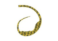 START Silicone Tie Magically #32 Yellow Zebra (3 pcs)