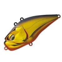 VALLEY HILL Giganoto #01 Kinkuro Orange Belly