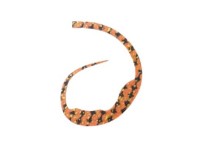 START Silicone Tie Magically #34 Striped Zebra (3 pcs)