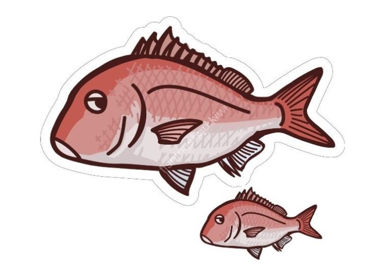 OTHER BRANDS HISAO DESIGN Red Sea Bream Sticker