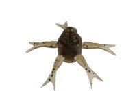 JACKALL Jimmy Henge 50mm #Hyakesuji Ebi