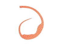 START Silicone Tie Magically #37 Tubu Orange (3 pcs)