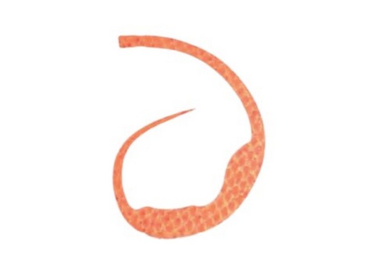 START Silicone Tie Magically #37 Tubu Orange (3 pcs)