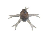 JACKALL Jimmy Henge 50mm #Cinnamon Dappi Shrimp