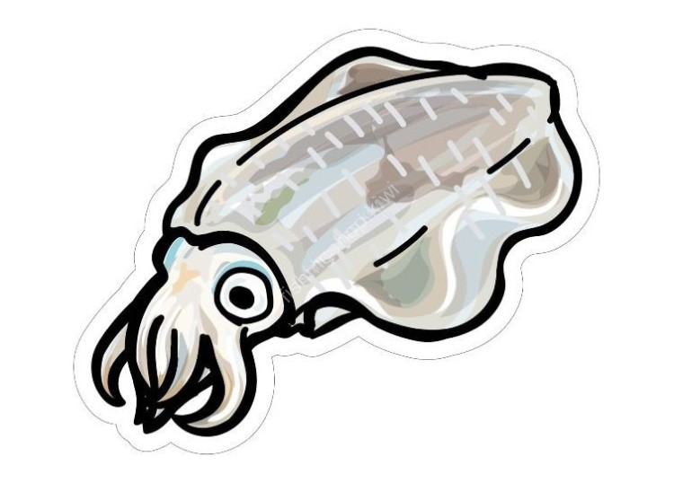 OTHER BRANDS HISAO DESIGN Bigfin Reef Squid Sticker