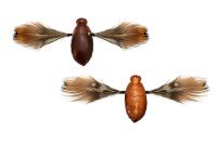 JACKALL Need Cicada #Nojiri Haru Zemi