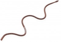 TIEMCO CT Hatta Crawler #08 Powerful Earthworm