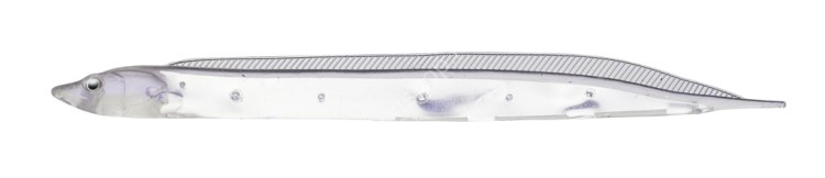 FISH ARROW Flash-J Shirasu SW 3 #146