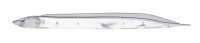FISH ARROW Flash-J Shirasu SW 3 #146