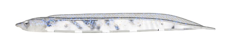 FISH ARROW Flash-J Shirasu SW 3 #147