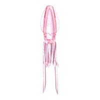 LUMICA C00159 XTRADA Puni Rubber Suit S UV Pink