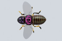 JACKALL Bug Dog Pink Back Cicada