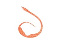 START Silicone Necktie Magical Jr. #37 橙色颗粒 (3个)