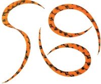 START KN-03 Silicone Necktie Curly #03 Orange Zebra