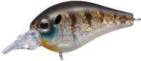 EVERGREEN Piccolo Dive Shallow #246 Young Gill